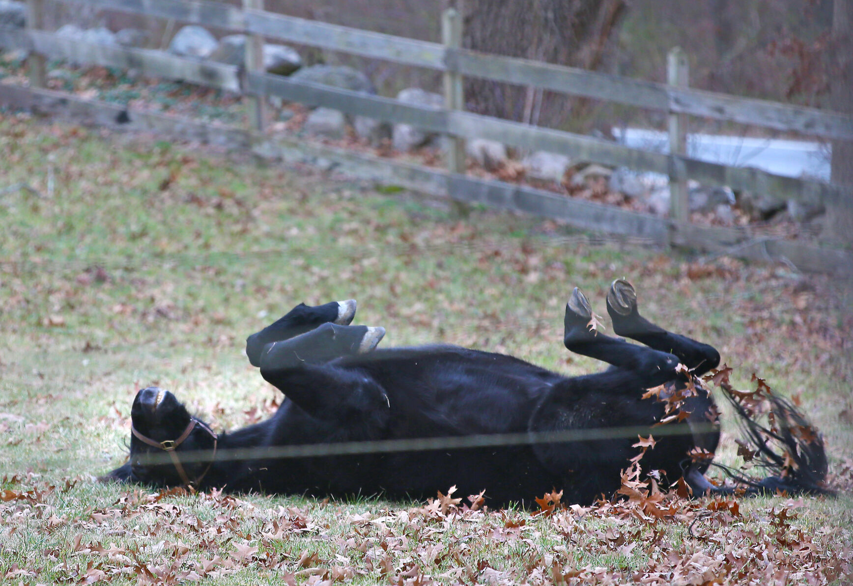 012423 WLD cornerstone farm horses TM
